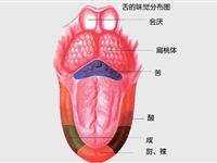 为什么舌头能尝出味？