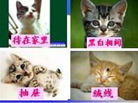 8《卡罗尔和她的小猫》教学PPT