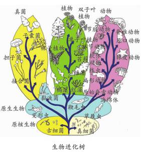 达尔文的生物进化论