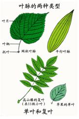 叶的组成、树叶的种类和作用有哪些