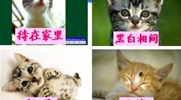 8《卡罗尔和她的小猫》教学PPT
