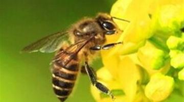 26《蜜蜂引路-1》教学PPT